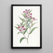Godetia elegante - Sydenham Edwards — cuadro enmarcado en la pared