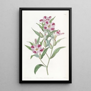 Sydenham Edwards - Smart Godetia.webp