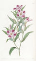 Godetia elegante - Sydenham Edwards — vista de la obra
