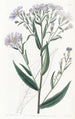 Aster lisse - Sydenham Edwards — vista de la obra