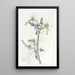 Michauxia lisse - Sydenham Edwards — cuadro enmarcado en la pared