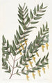 Scottia a ramas lisas - Sydenham Edwards — vista de la obra