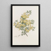 Calycotome espinoso - Sydenham Edwards — cuadro enmarcado en la pared
