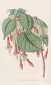 Fucsia espléndido - Sydenham Edwards — vista de la obra