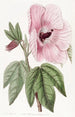 Hibiscus splendide - Sydenham Edwards — vista de la obra