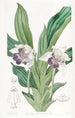 Zygopetalum a labios en cuchara - Sydenham Edwards — vista de la obra