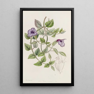 Sydenham Edwards - Spotless Violet Torenia.webp