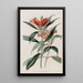 Blushwort tacheté - Sydenham Edwards — cuadro enmarcado en la pared