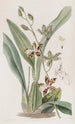 Cyrtochilum tacheté - Sydenham Edwards — vista de la obra