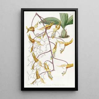 Sydenham Edwards - Spotted Gongora.webp