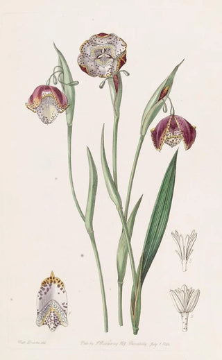 Sydenham Edwards - Spotted Waterband.webp