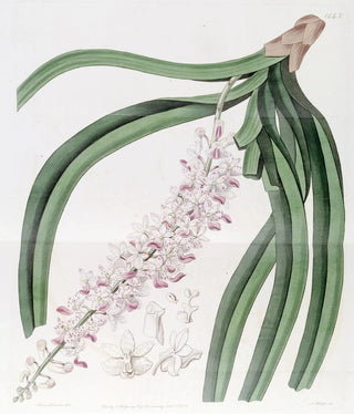 Sydenham Edwards - Spottedflowered Sarcanthus.webp