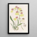 Oncidium con alas manchadas - Sydenham Edwards — cuadro enmarcado en la pared