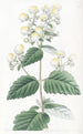 Calceolaria extendida - Sydenham Edwards — vista de la obra
