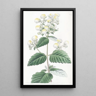 Sydenham Edwards - Spreading Calceolaria.webp