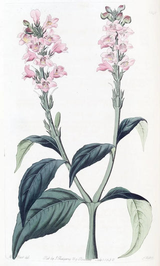 Sydenham Edwards - Squarestalked Justicia.webp