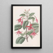 Fucsia de Standish - Sydenham Edwards — cuadro enmarcado en la pared