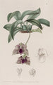 Maxillaria similar a Stapelia - Sydenham Edwards — vista de la obra