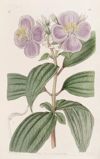 Sydenham Edwards - Starry Osbeckia with small scales.webp