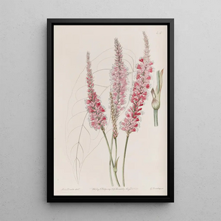 Sydenham Edwards - Stemclasping Polygonum.webp