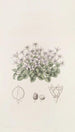 Cresson violeta sin tallo - Sydenham Edwards — vista de la obra