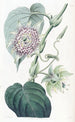 Passiflore à lanières - Sydenham Edwards — vista de la obra
