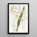 Cyrtochilum color paja - Sydenham Edwards — cuadro enmarcado en la pared