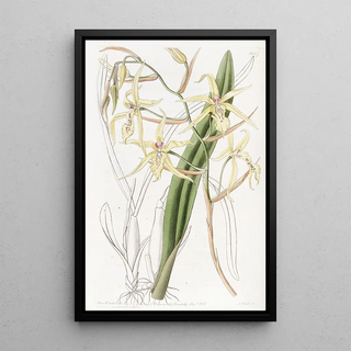 Sydenham Edwards - Strawcoloured Cyrtochilum.webp