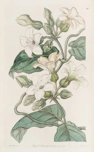 Sydenham Edwards - Strongscented Schubertia.webp