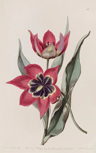 Sydenham Edwards - Strongsmelling Tulip.webp