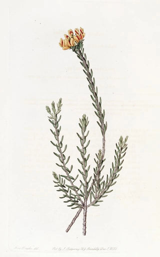 Sydenham Edwards - Subumbellate Pultenaea.webp