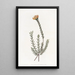 Pultenaea subombellée - Sydenham Edwards — cuadro enmarcado en la pared