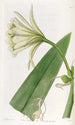 Ismene color azufre - Sydenham Edwards — vista de la obra