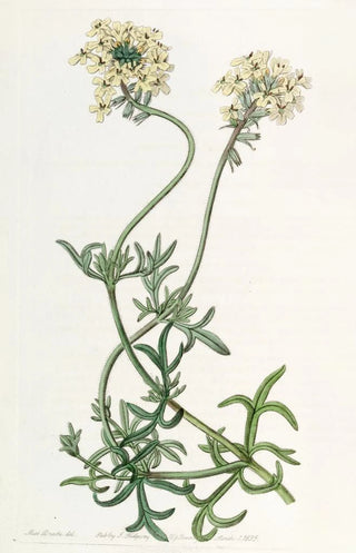Sydenham Edwards - Sulphurcoloured Vervain.webp