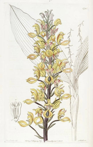 Sydenham Edwards - Superb Govenia.webp