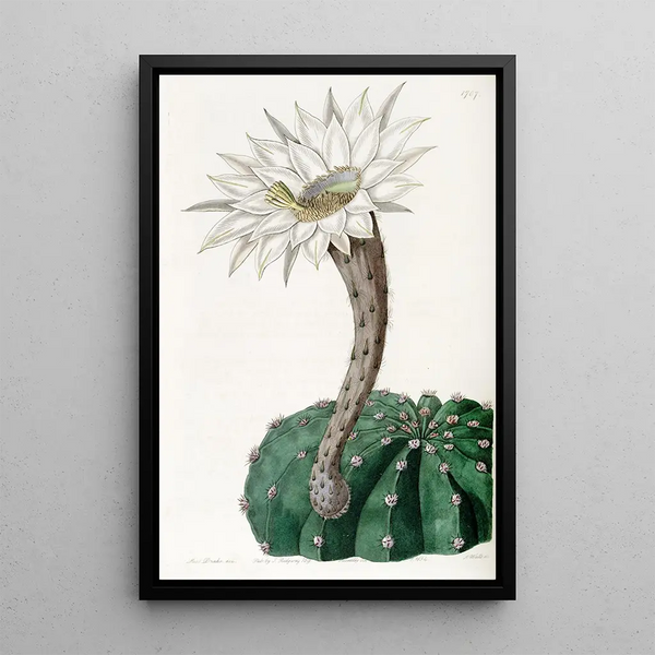 Sydenham Edwards - SweetScented Spicy Cactus.webp