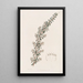 Cryptandra suave - Sydenham Edwards — cuadro enmarcado en la pared