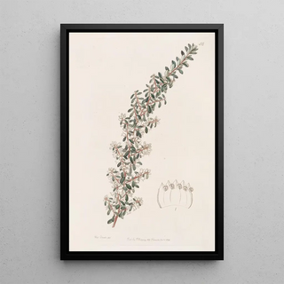 Sydenham Edwards - Sweetscented Cryptandra.webp