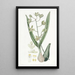 Epidendrum doux - Sydenham Edwards — framed artwork on a wall