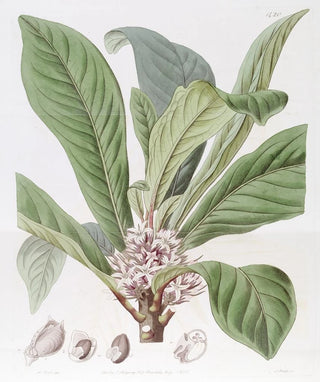 Sydenham Edwards - Sweetscented Galipea.webp