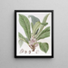 Galipea parfumée - Sydenham Edwards — framed artwork on a wall