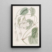 Mandevilla dulce - Sydenham Edwards — cuadro enmarcado en la pared