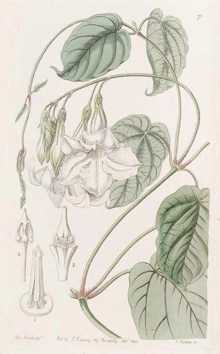 Sydenham Edwards - Sweetscented Mandevilla.webp