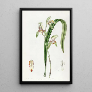 Sydenham Edwards - Swordleaved Cymbidium.webp