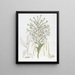 Habenaria haute - Sydenham Edwards — cuadro enmarcado en la pared