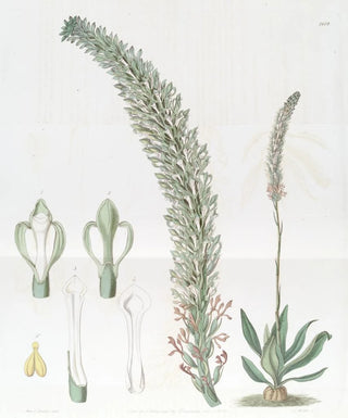 Sydenham Edwards - Tall Lizards Tongue.webp