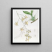 Largest Oncidium Painting - Sydenham Edwards — framed artwork on a wall