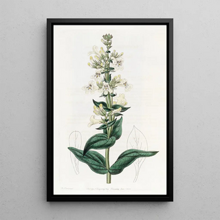 Sydenham Edwards - Taperpointed Pentstemon.webp