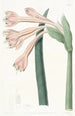 Coburgia Fauve - Sydenham Edwards — artwork view