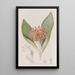 Daubenya fauve - Sydenham Edwards — cuadro enmarcado en la pared